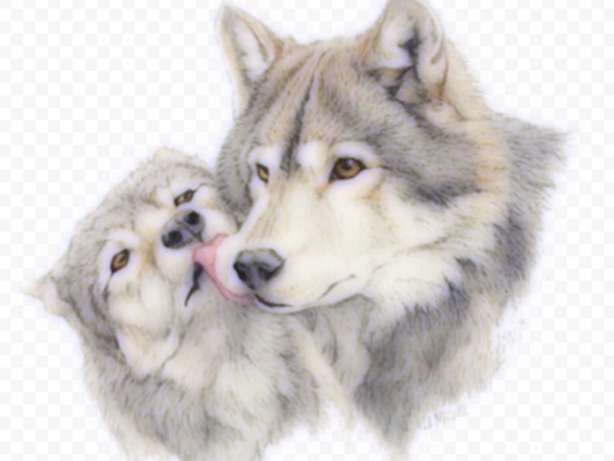 Пара Волков вышивка крестом