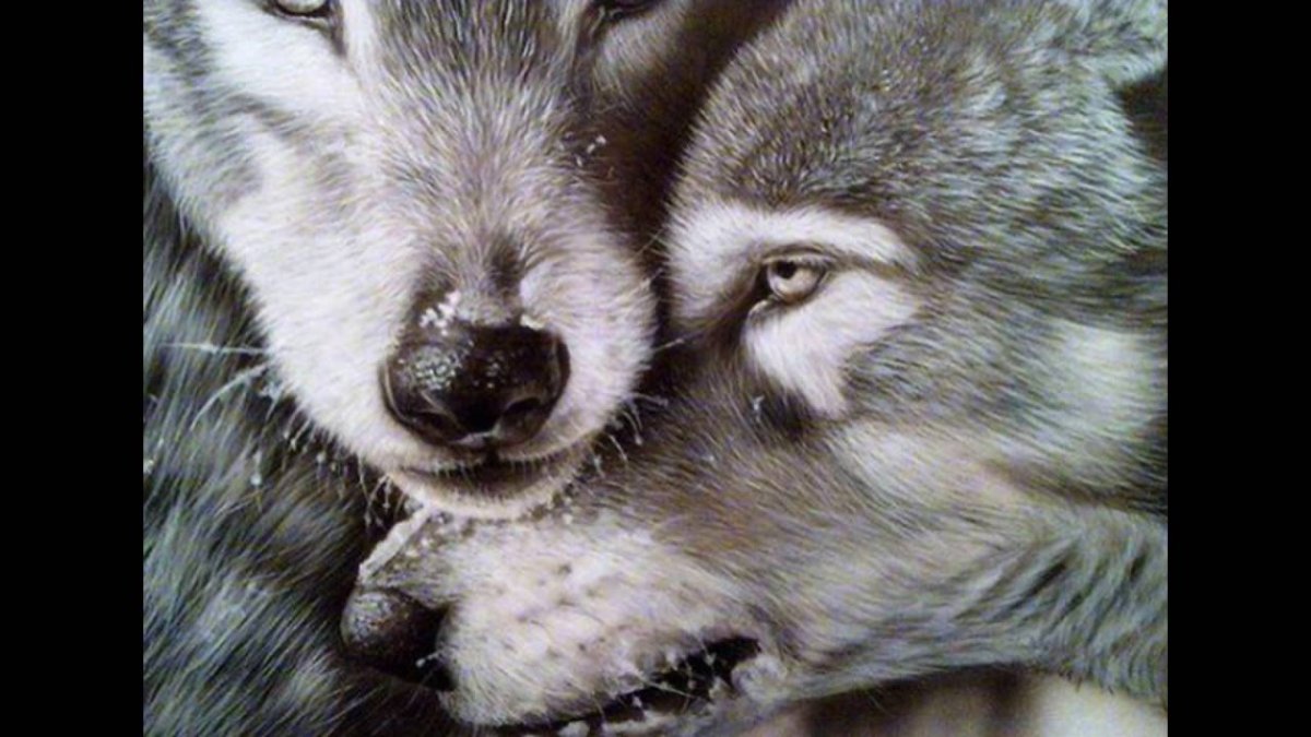 Верность волка