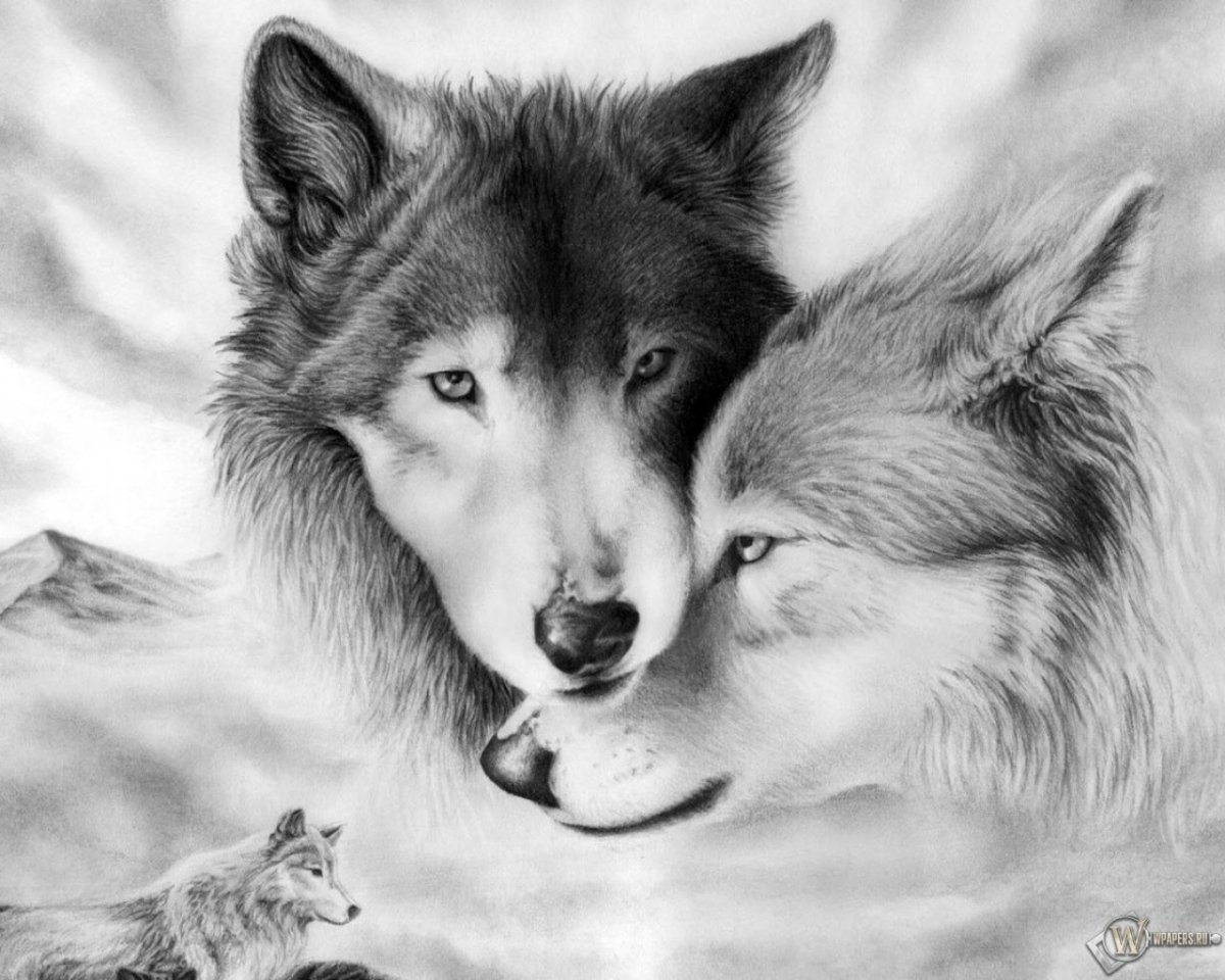 Волк и волчица любовь