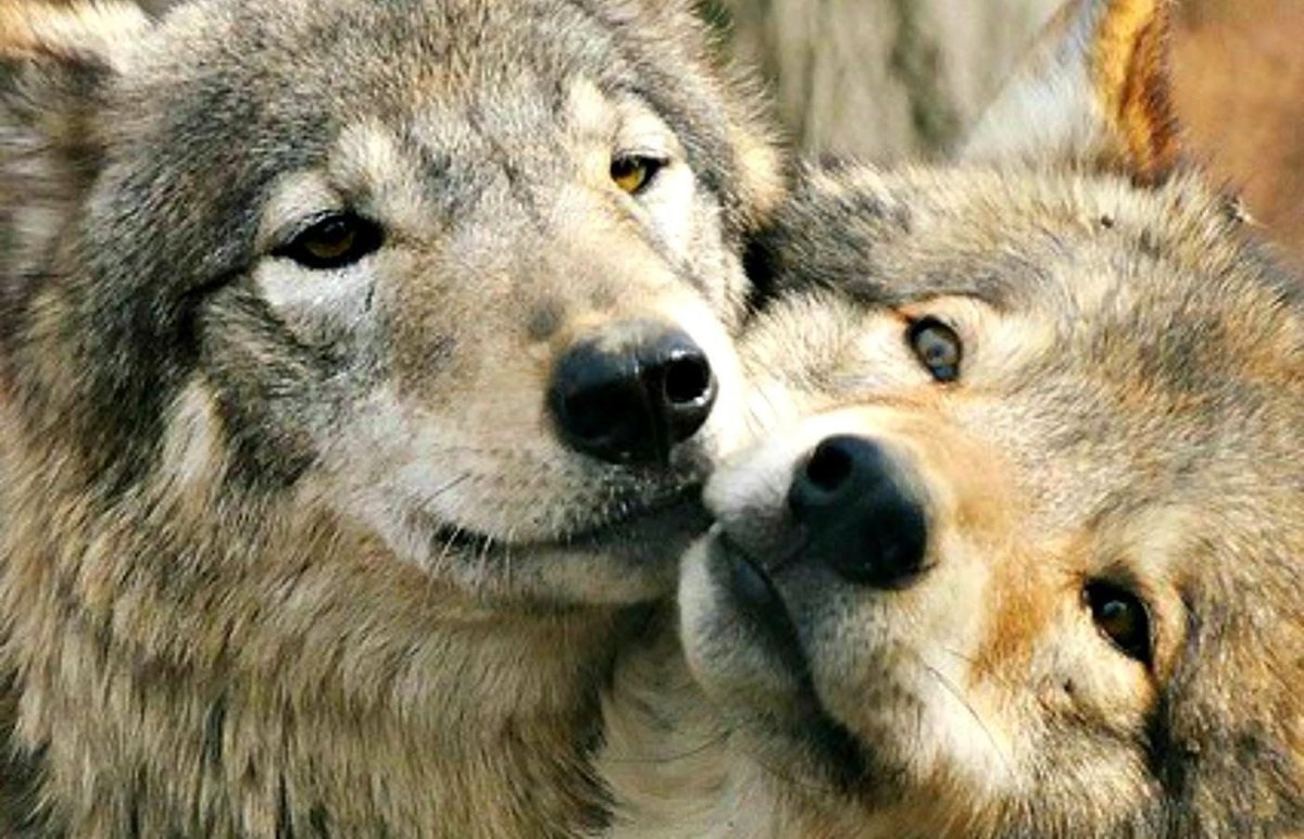 Волчья пара картинки