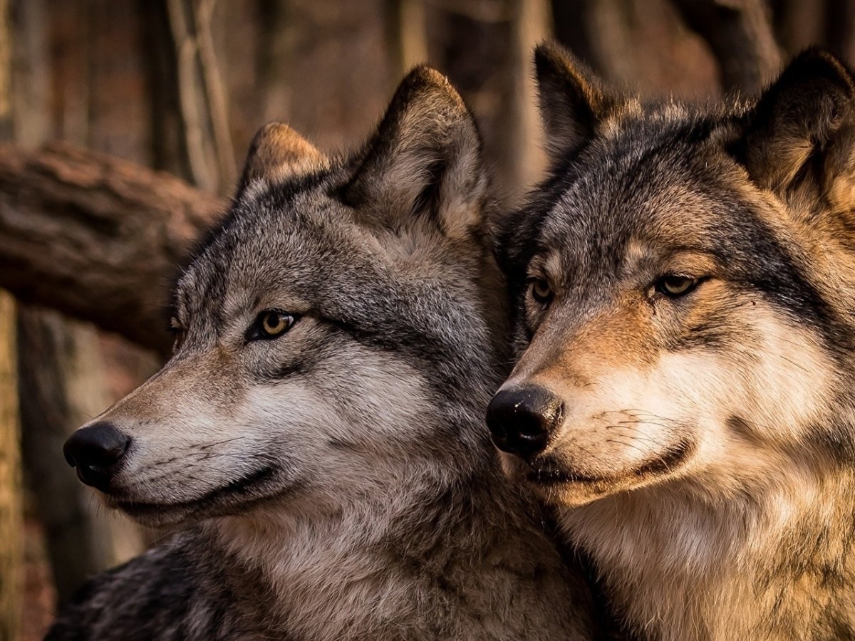 Волки пара