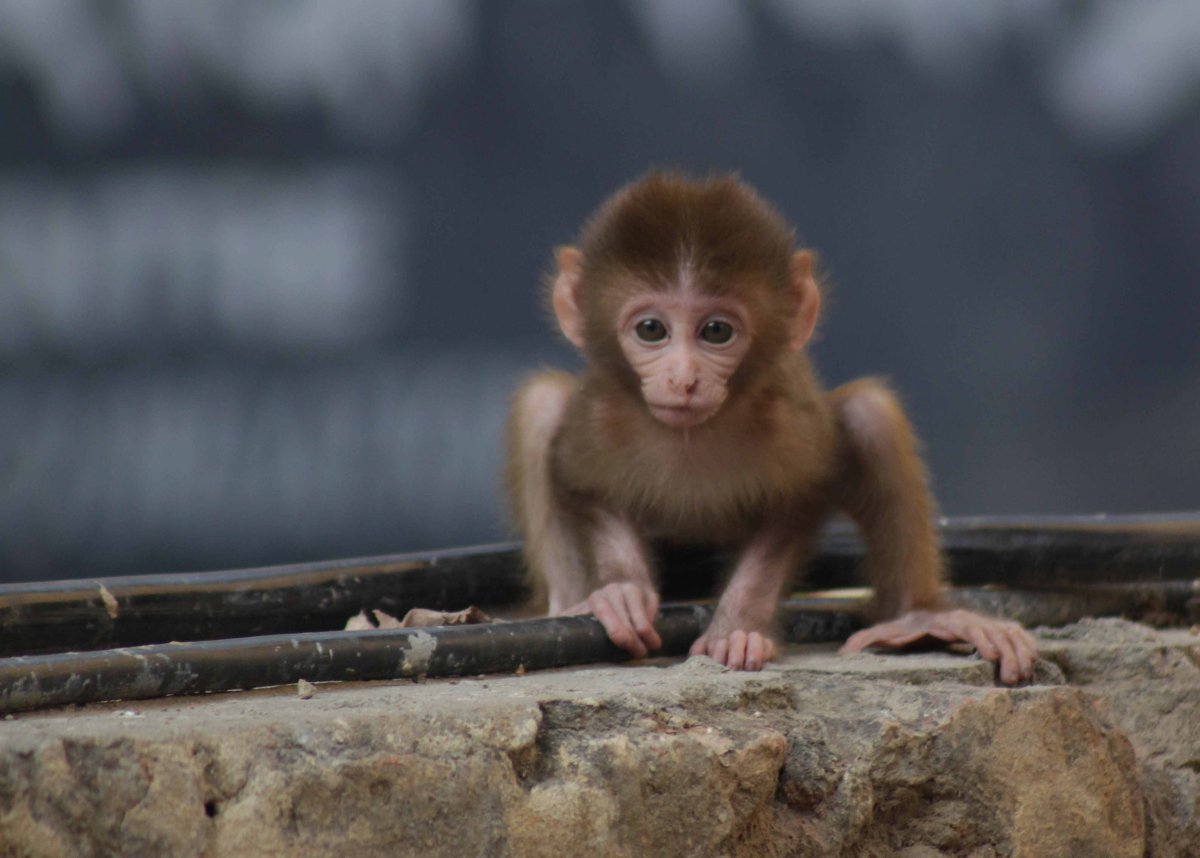 Красивая обезьянка