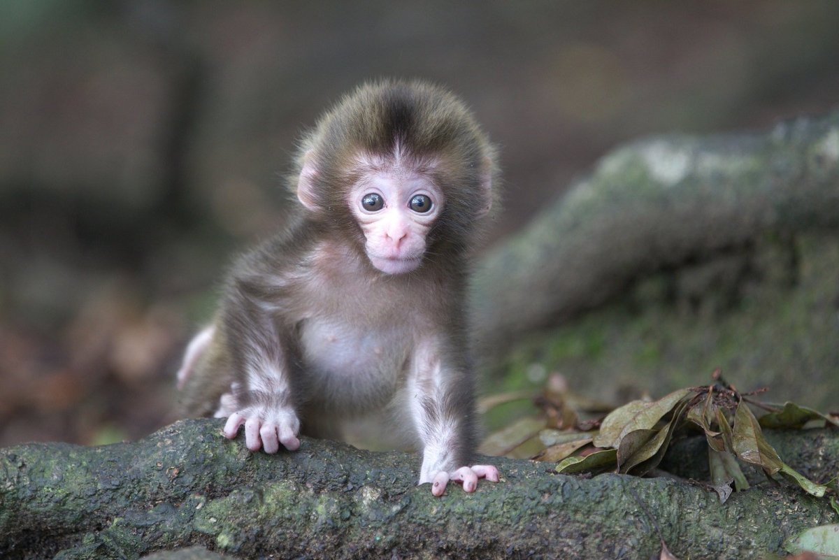 Яванская макака малыш