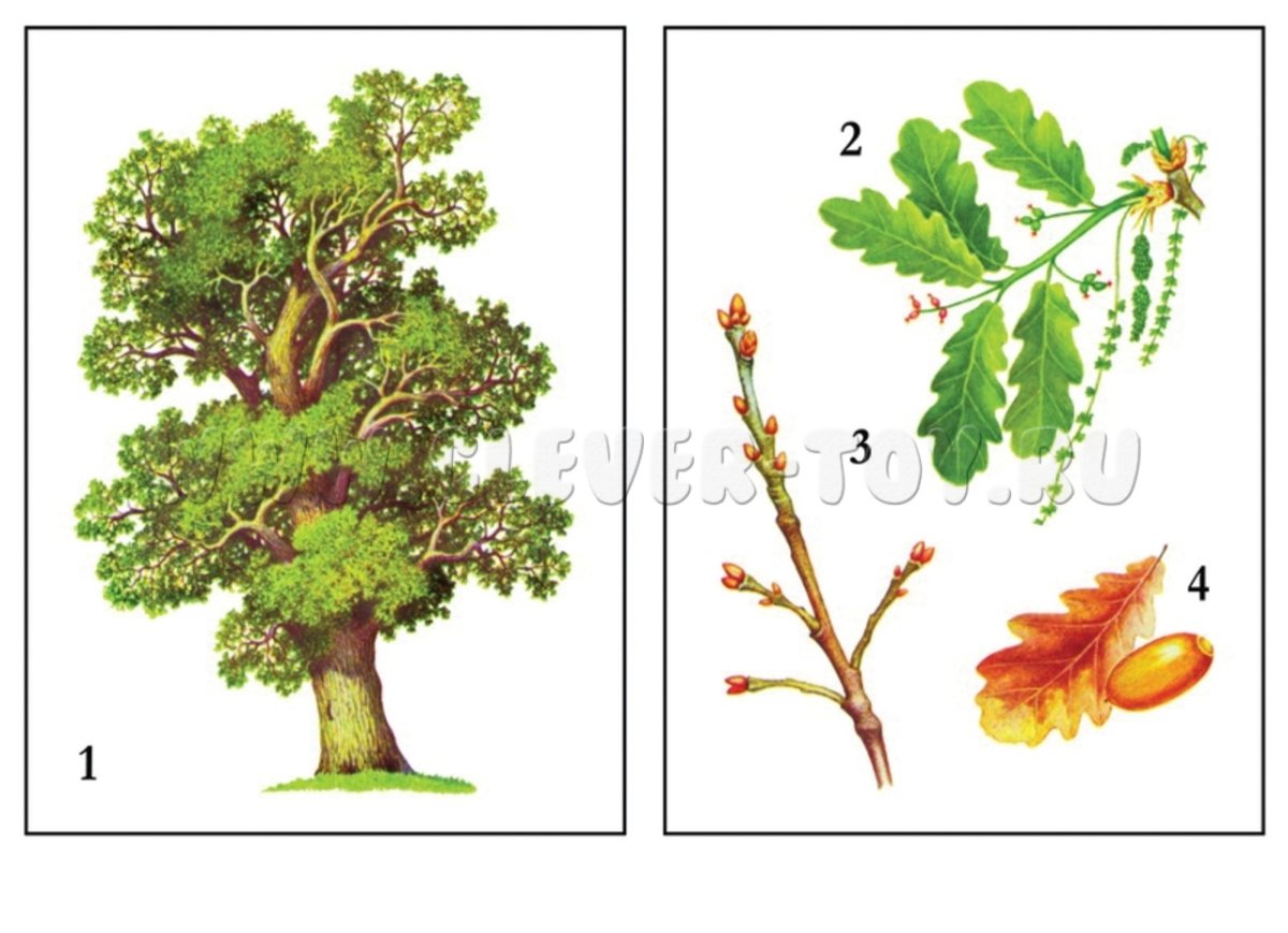 Деревья для дошкольников