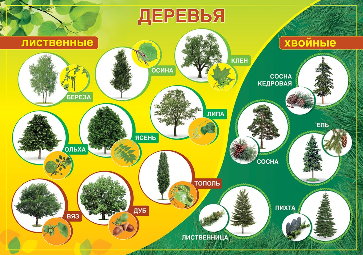 Лиственные деревья названия