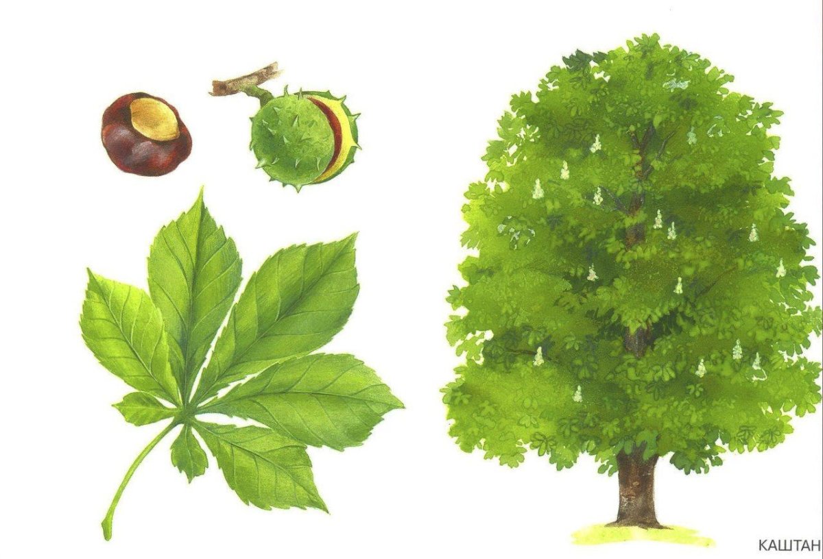 Каштан съедобный ареал