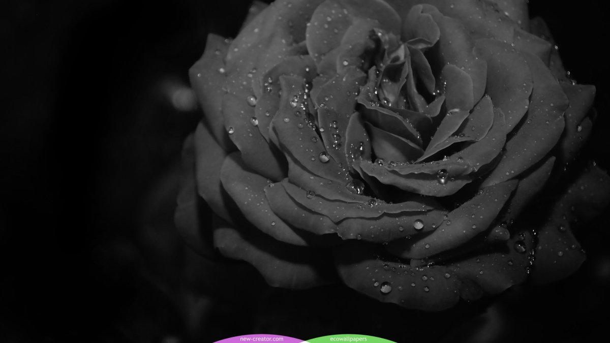 Черная роза на черном фоне