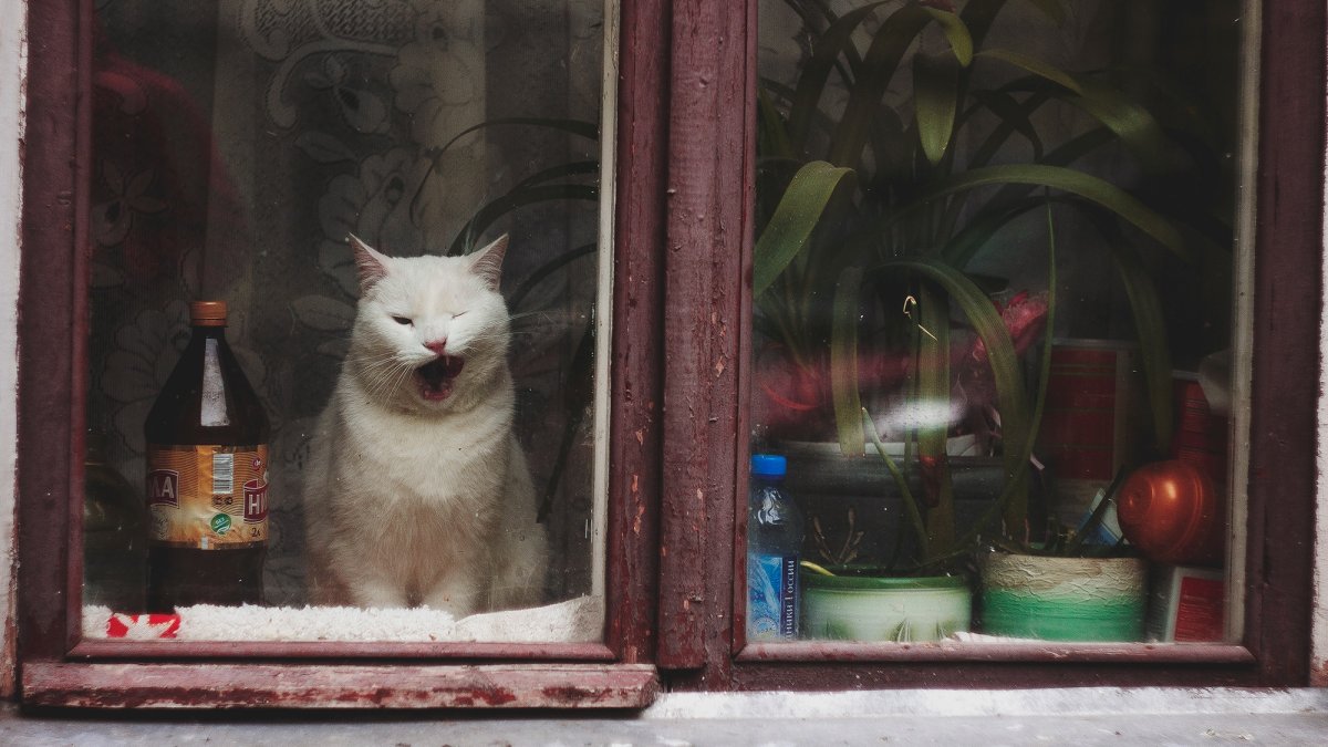 Виктор Могилат художник