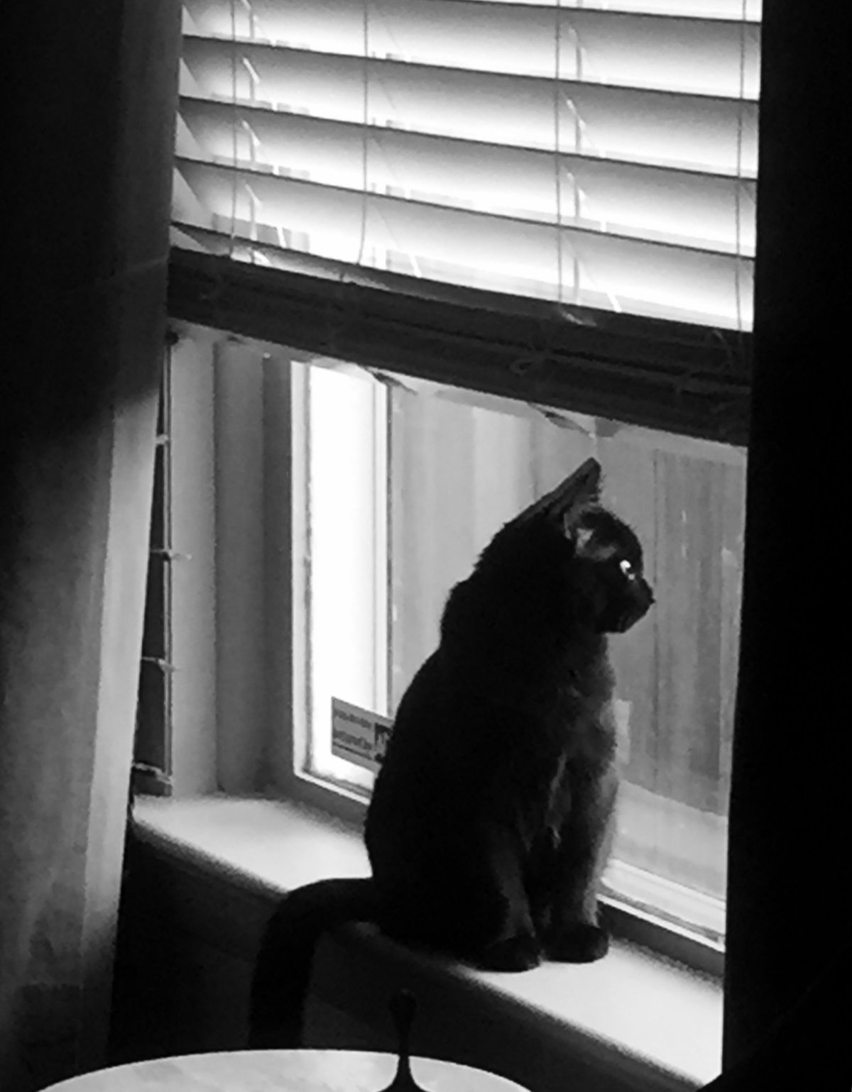 Черный кот на подоконнике