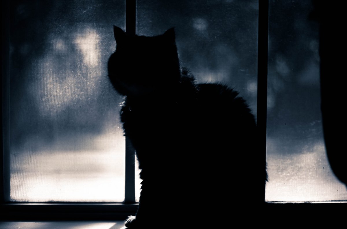 Кошка на окне