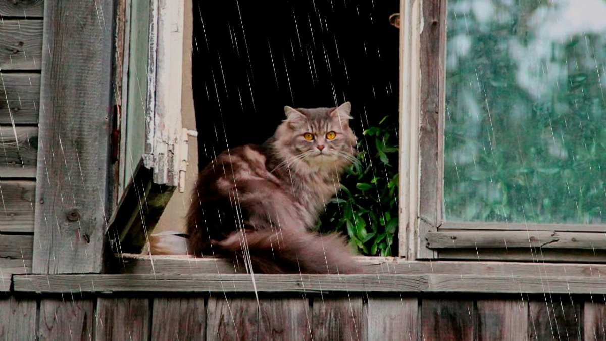 Кошка кошка