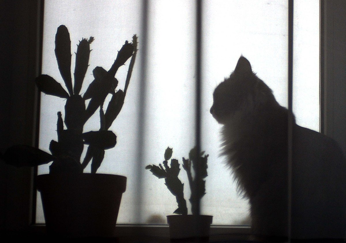 Кот на подоконнике зима