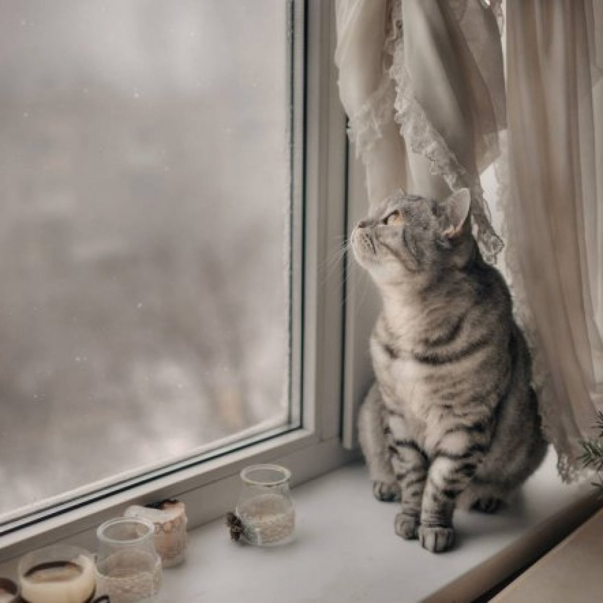 Кот на подоконнике зимой