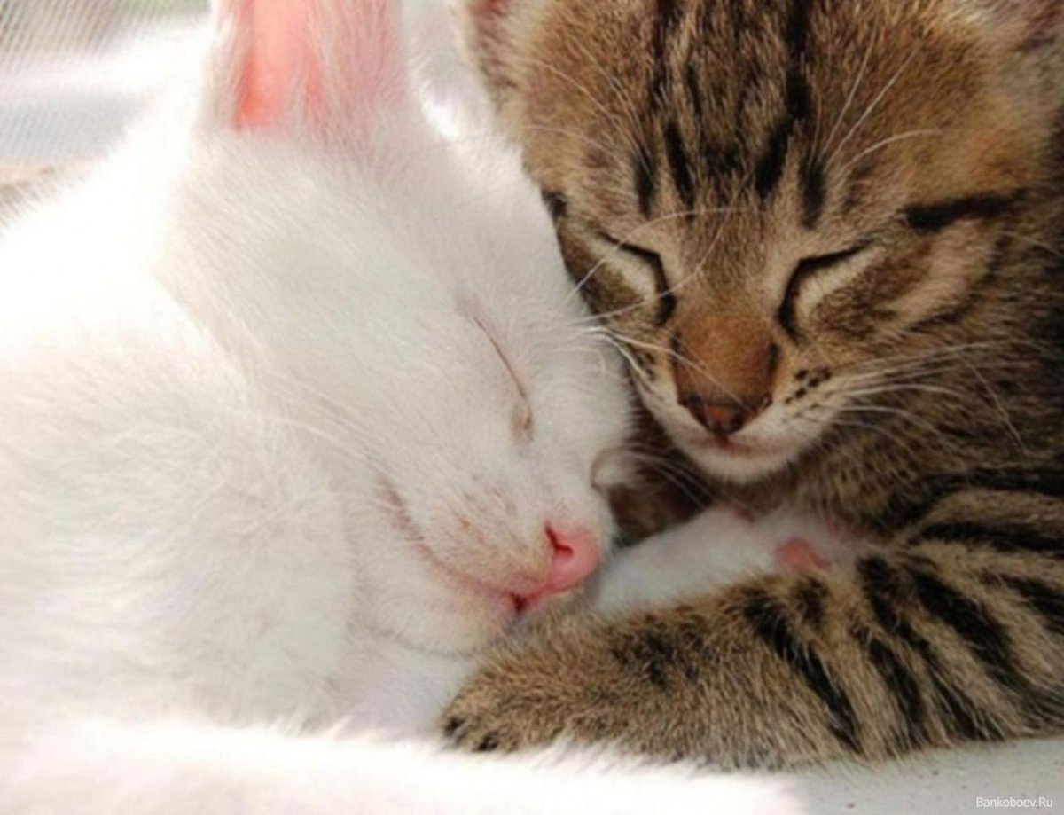 Нежность котята