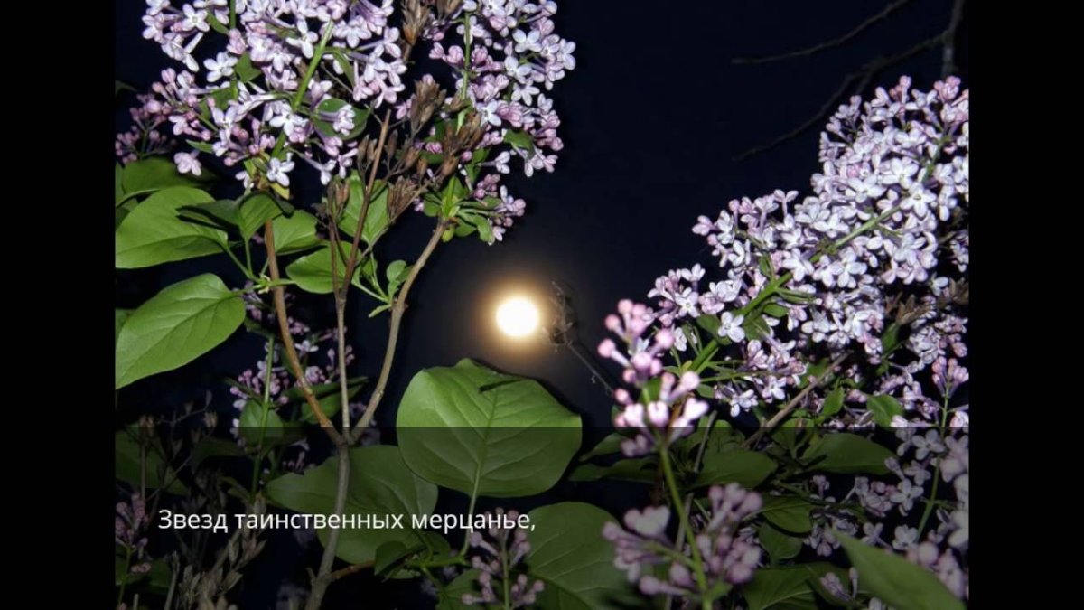 Сирень обыкновенная лунный свет