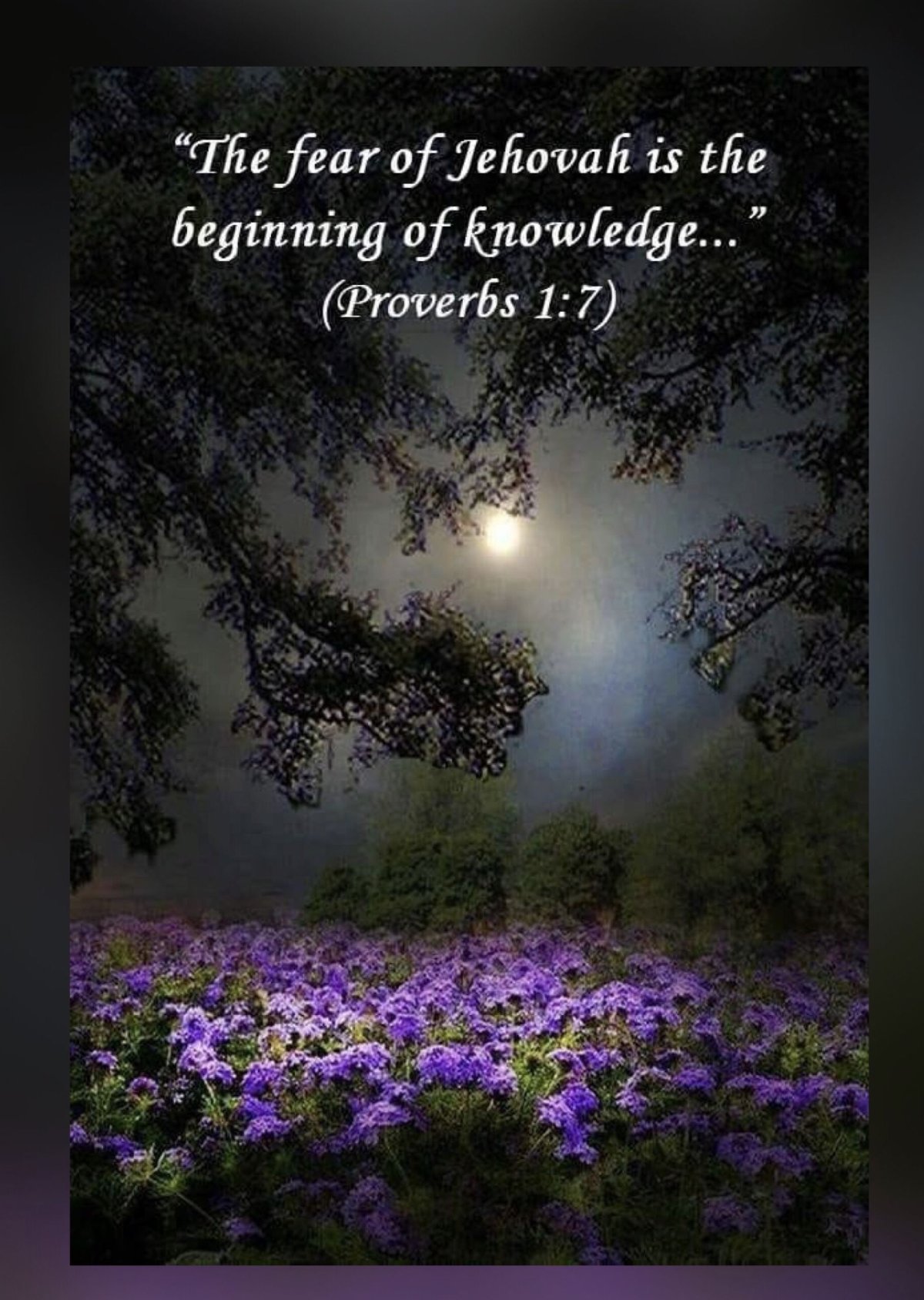 Спокойной ночи цветы