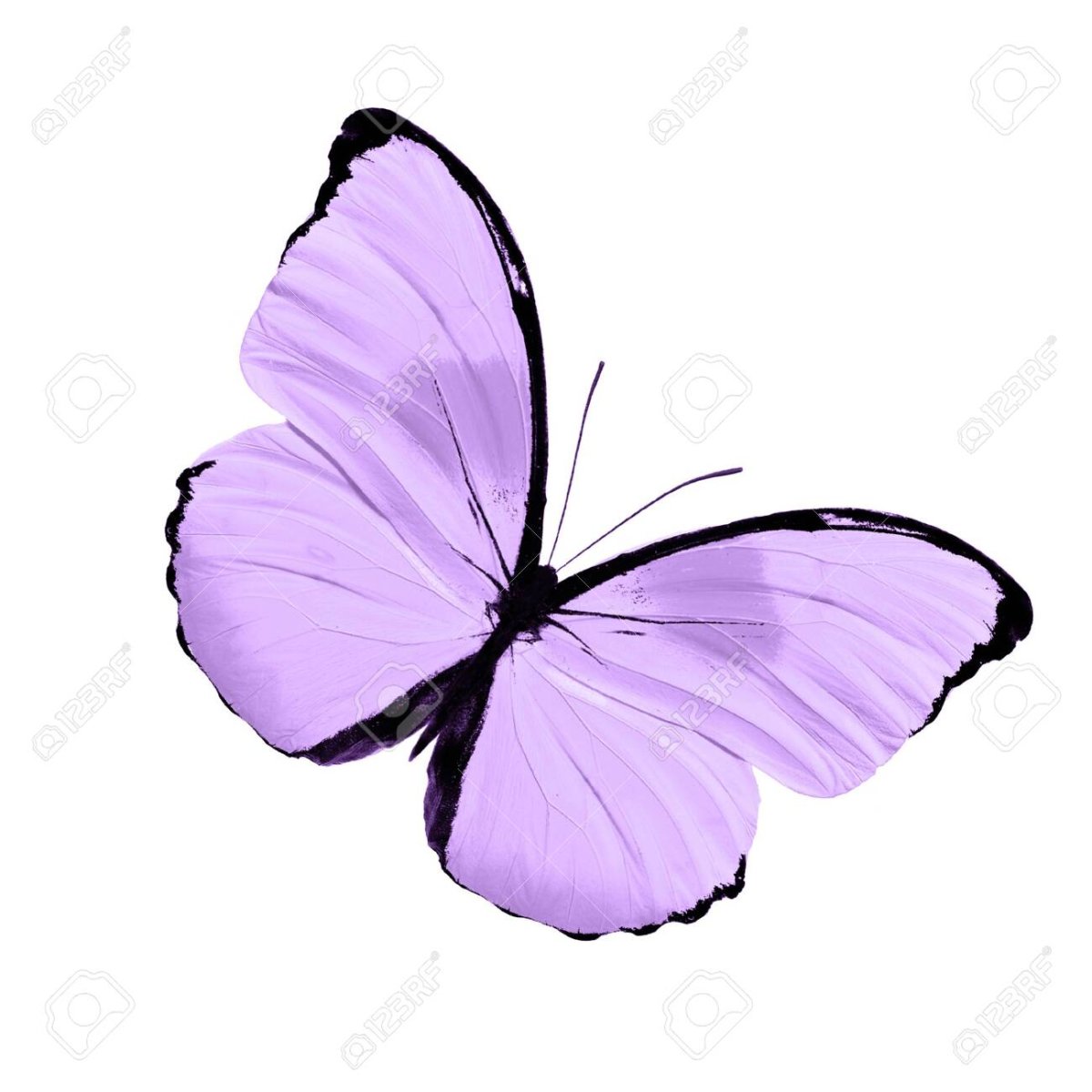 Бабочки сиреневые для печати
