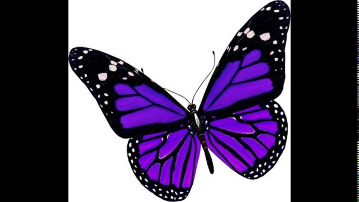 Бабочка фиолетовая