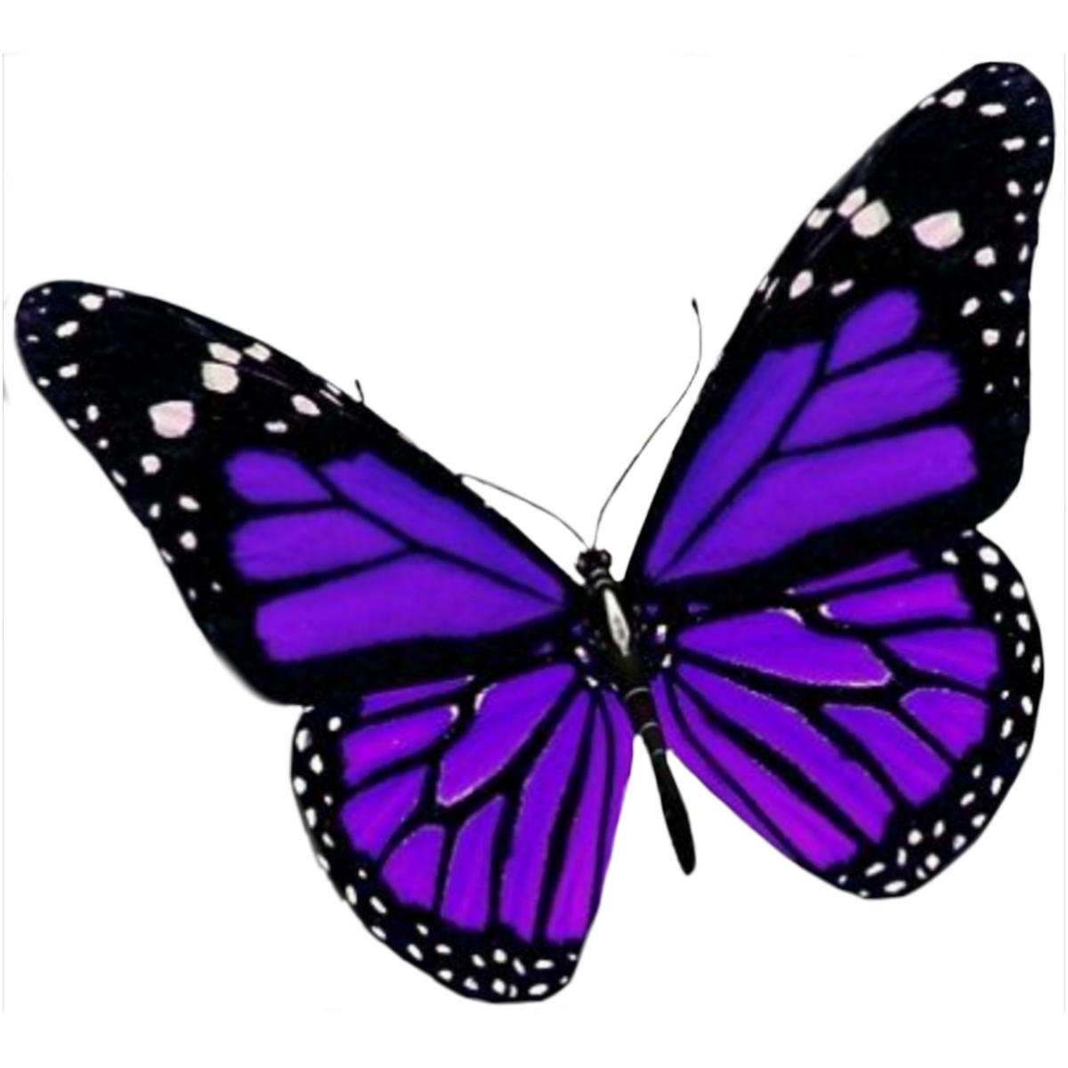 Сиреневый фон с бабочками