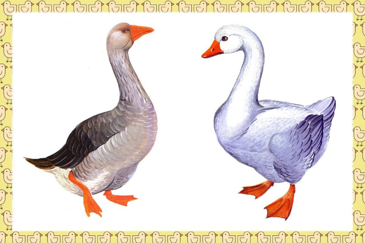 Два весёлых гуся стихотврение