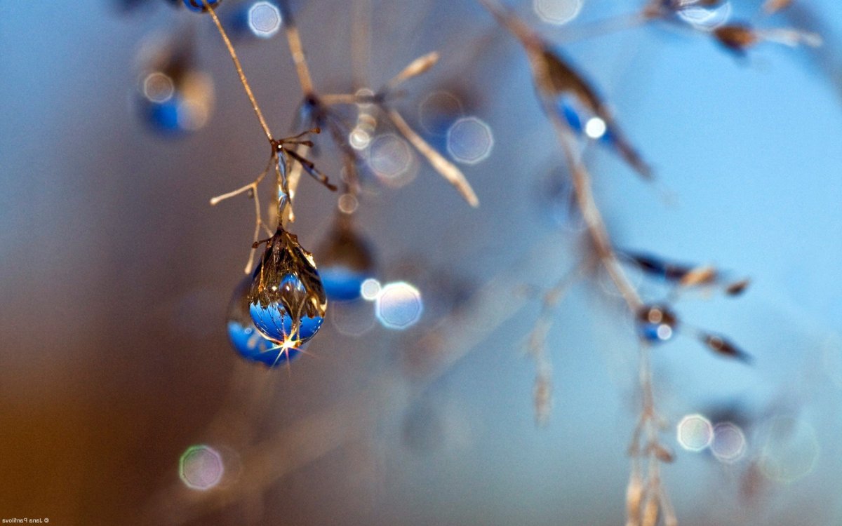 Капельки на веточках