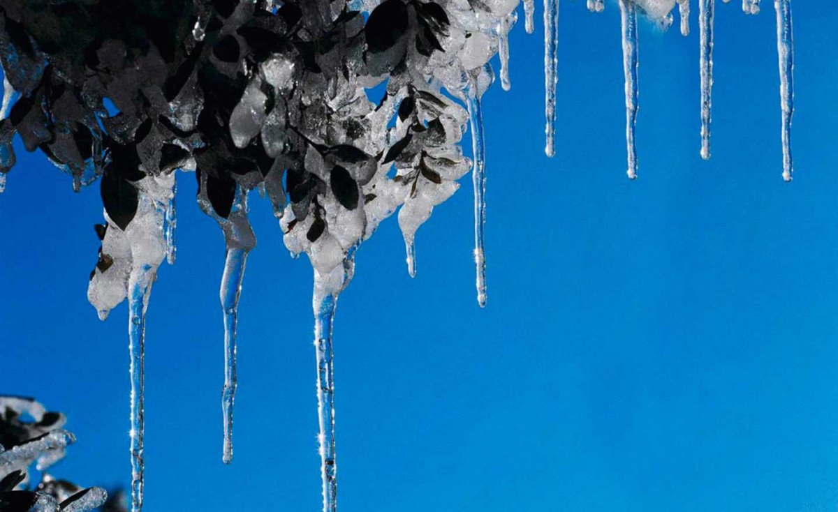 Нежные подснежники