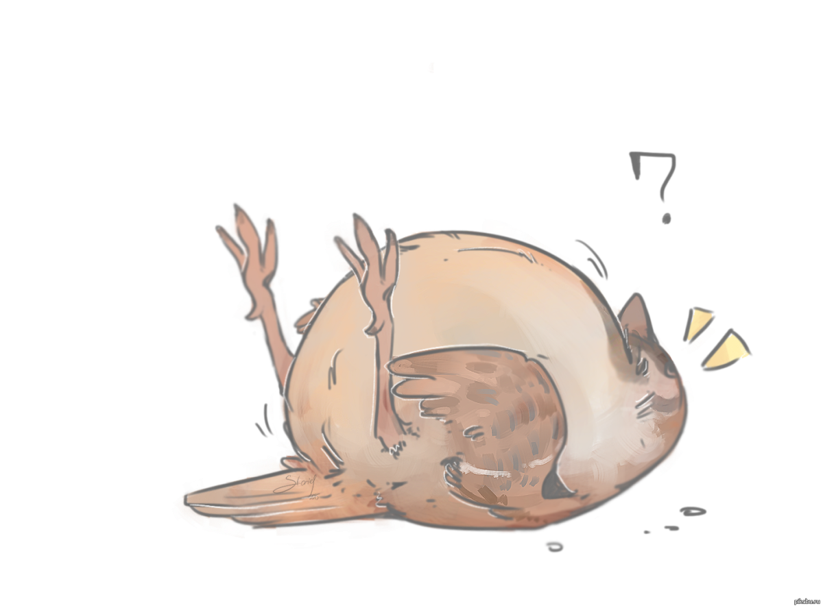 Животные в костюмах