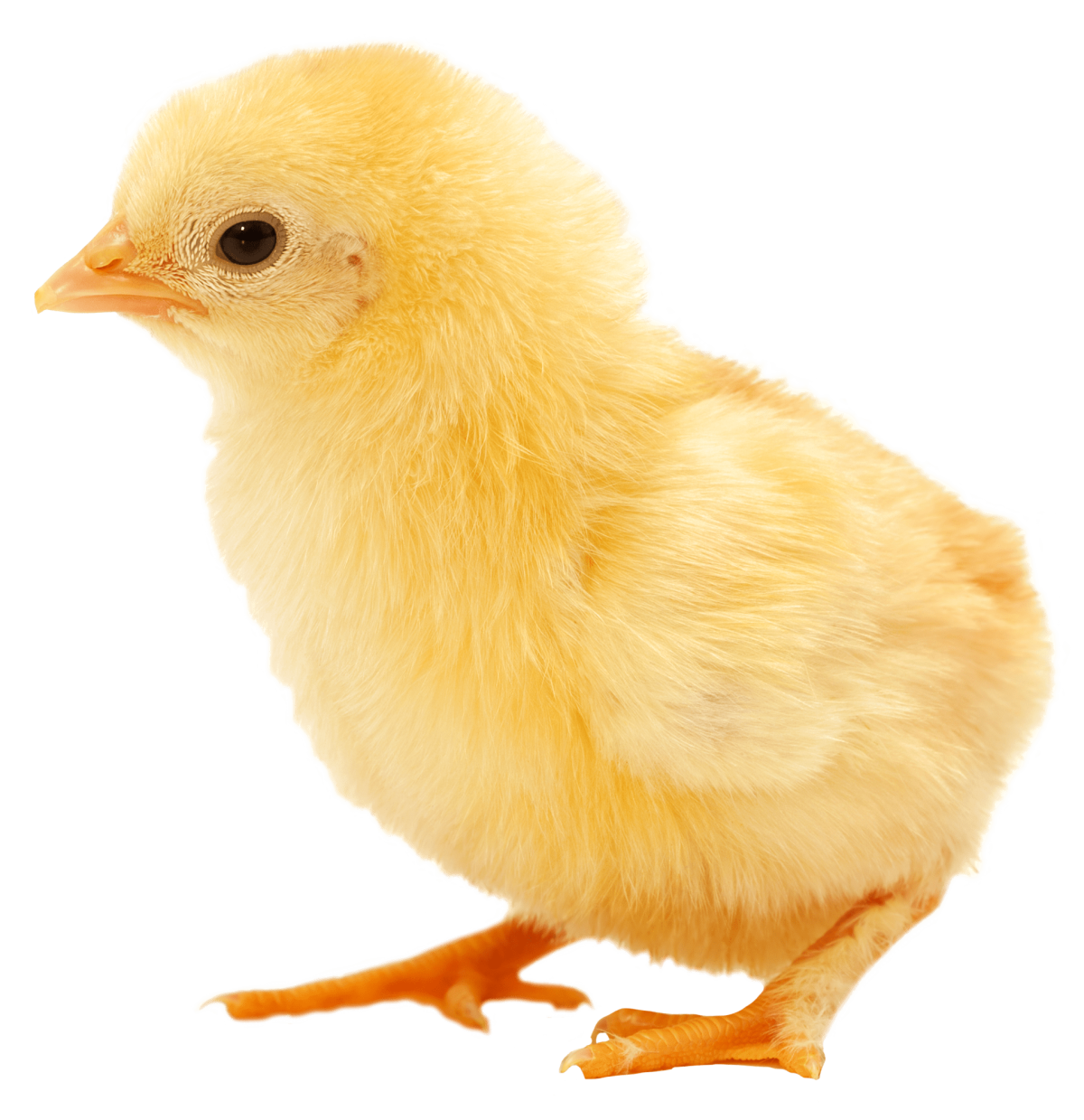 Цыпленок мультяшно