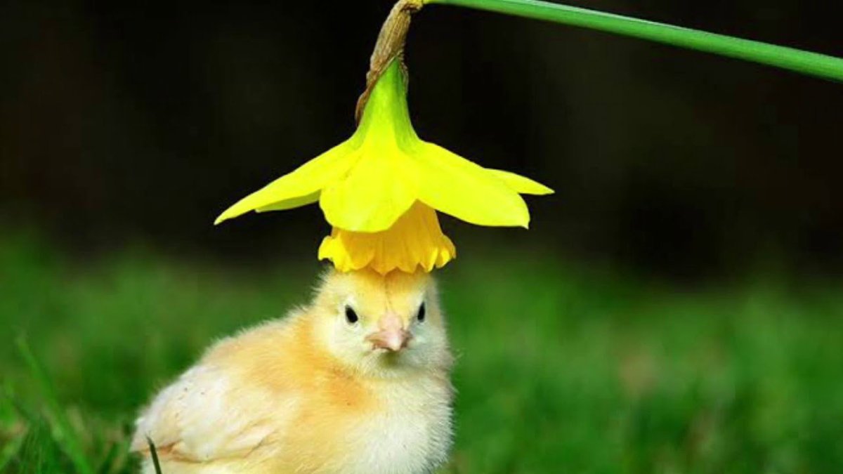Желтенький цыпленок