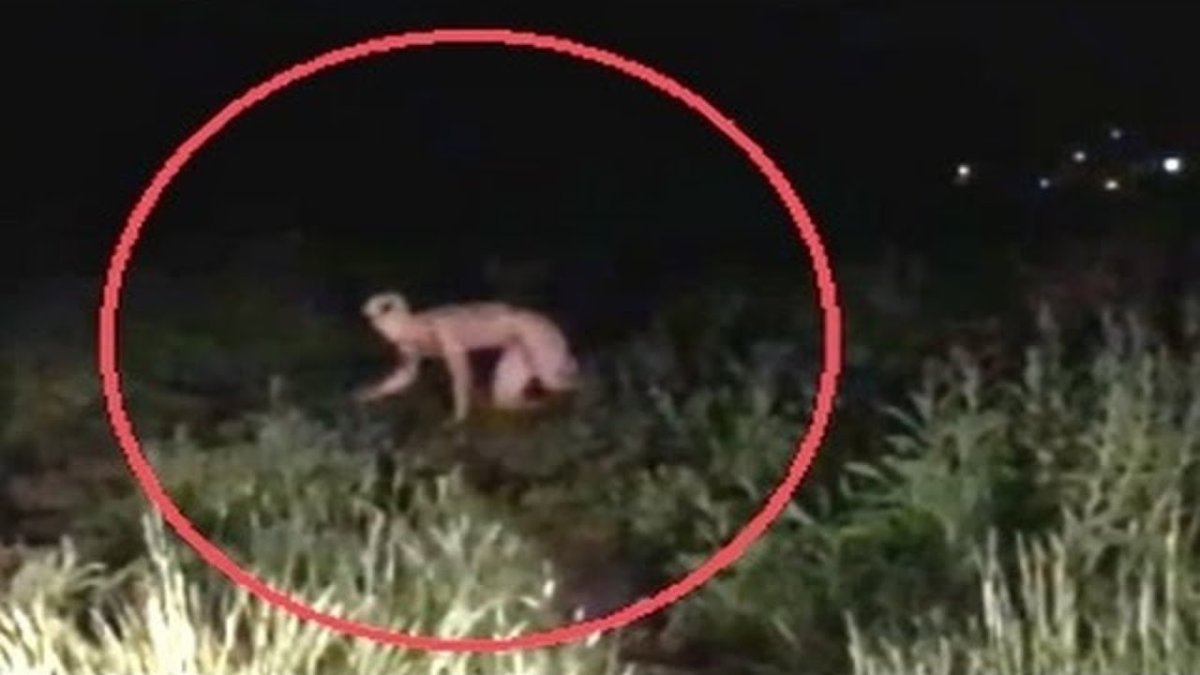 Существование чупакабры