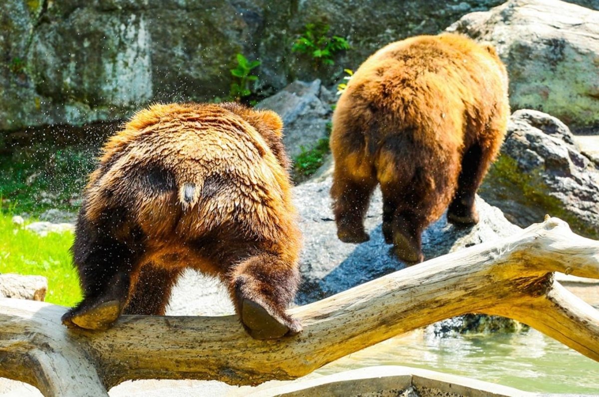 Медведь вид сзади