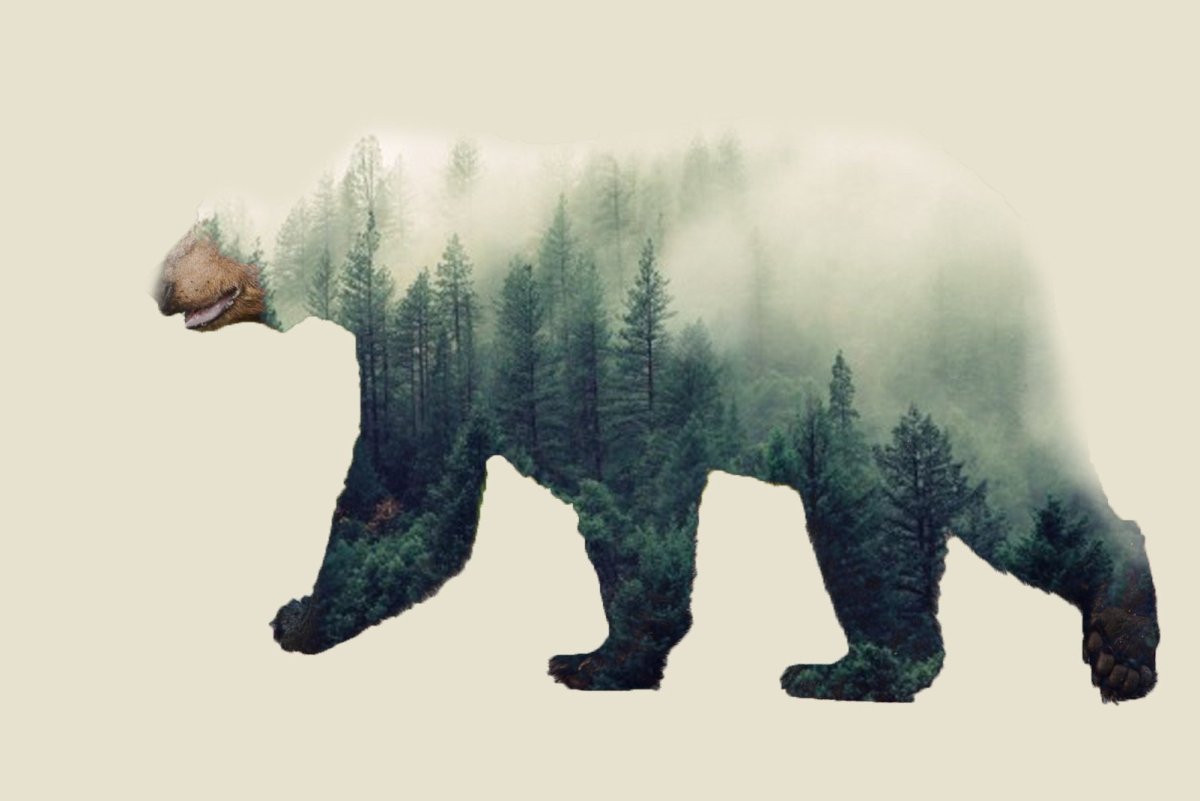 Двойная экспозиция медведь Гризли