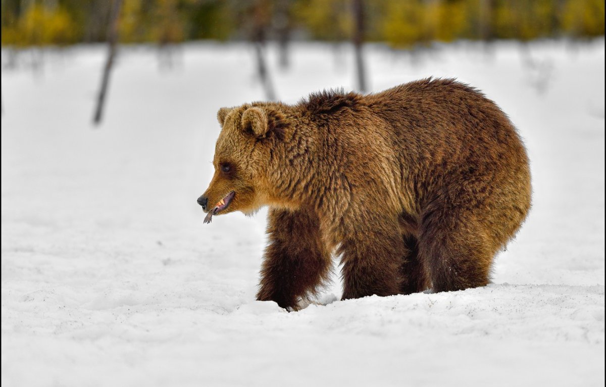Медведь зимой лижет лапу