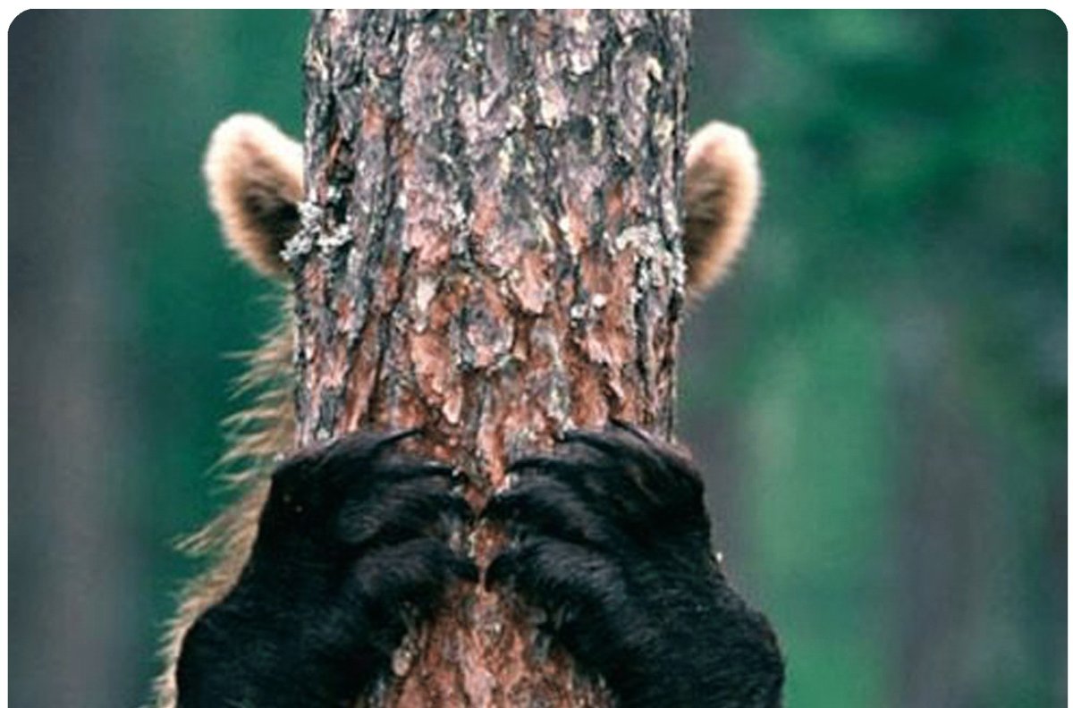 Медведь выглядывает
