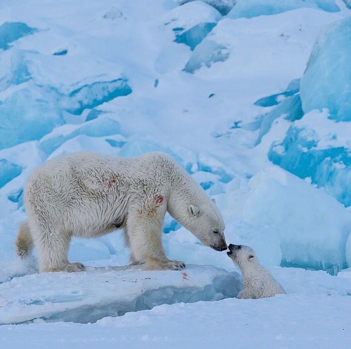 Белый медведь в арктической пустыне