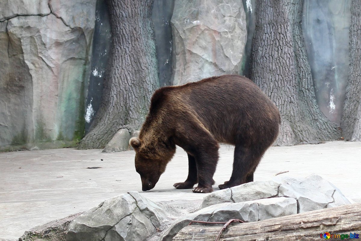 Медведь с длинным хвостом