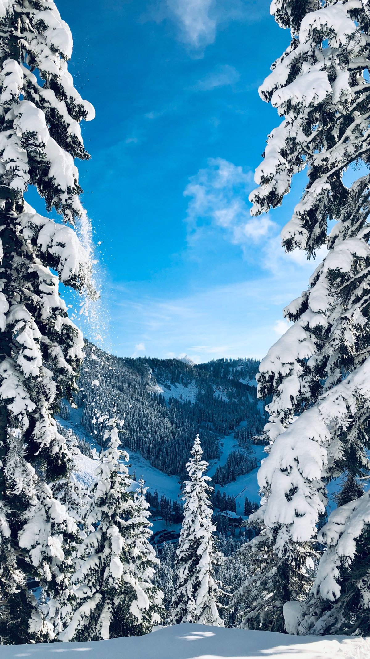 Новогодняя природа