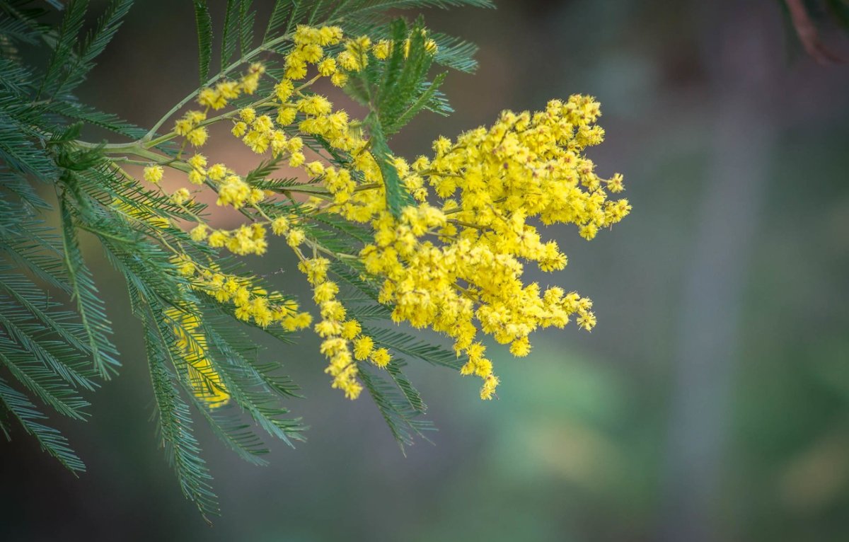 Мимоза белая цветок