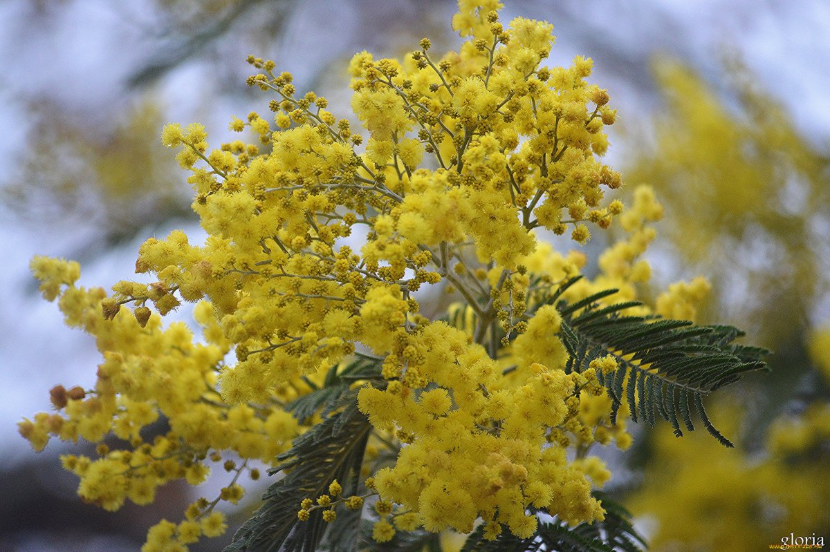 Мимоза в Ялте