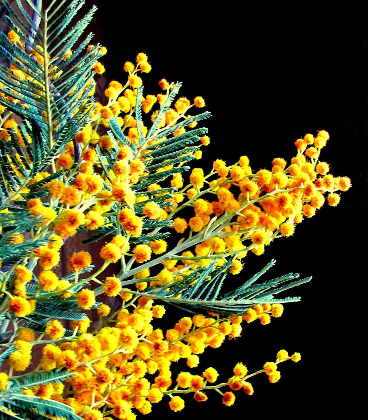 Мимоза цветок