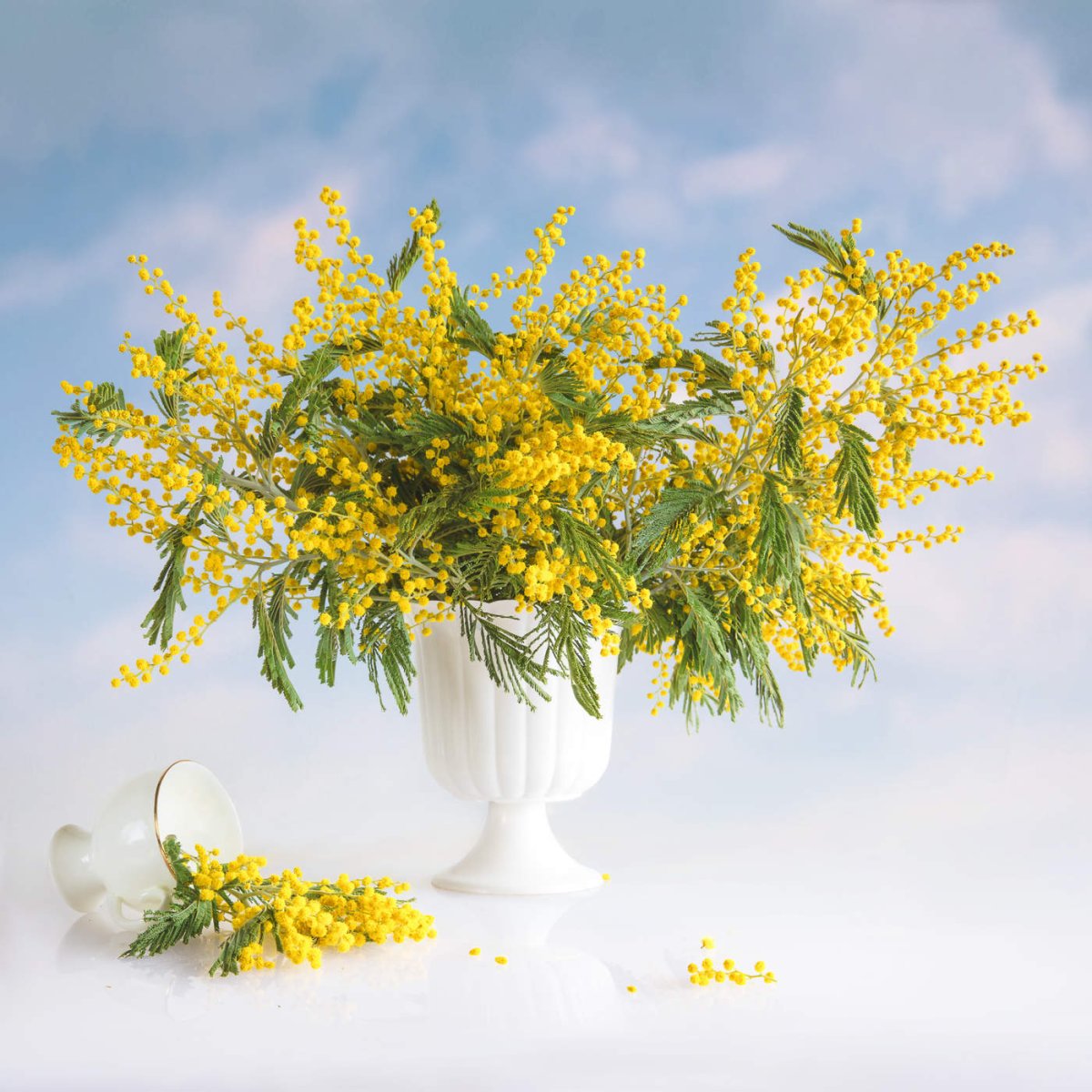 Мимоза и Лилия