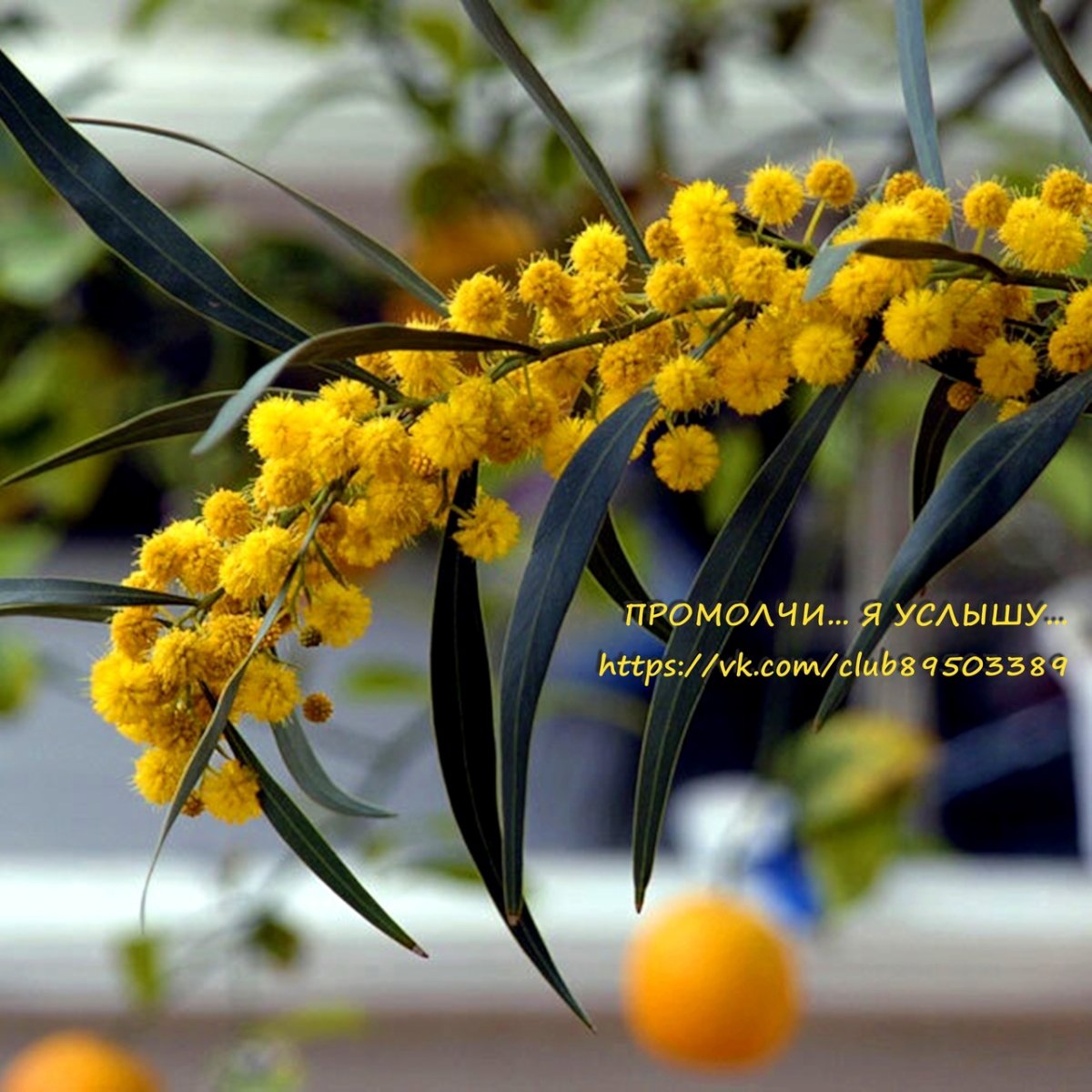 Мимоза и первоцветы