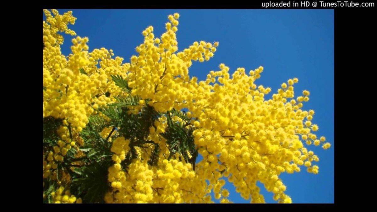 Мимоза кустарник