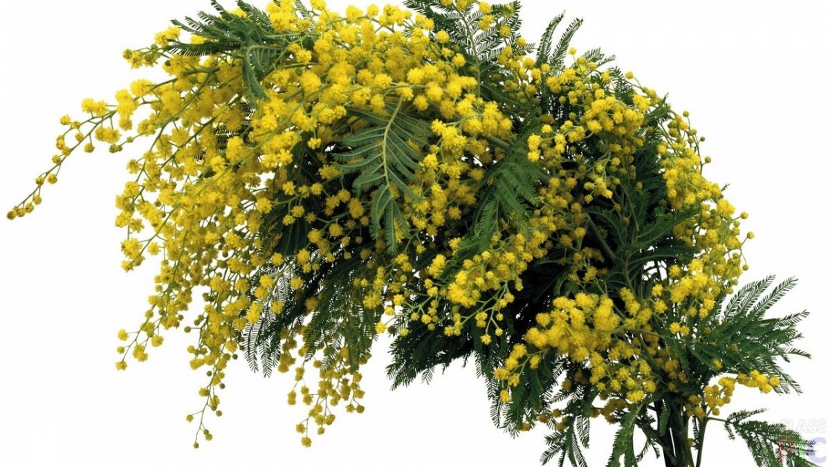 Мимоза цветок