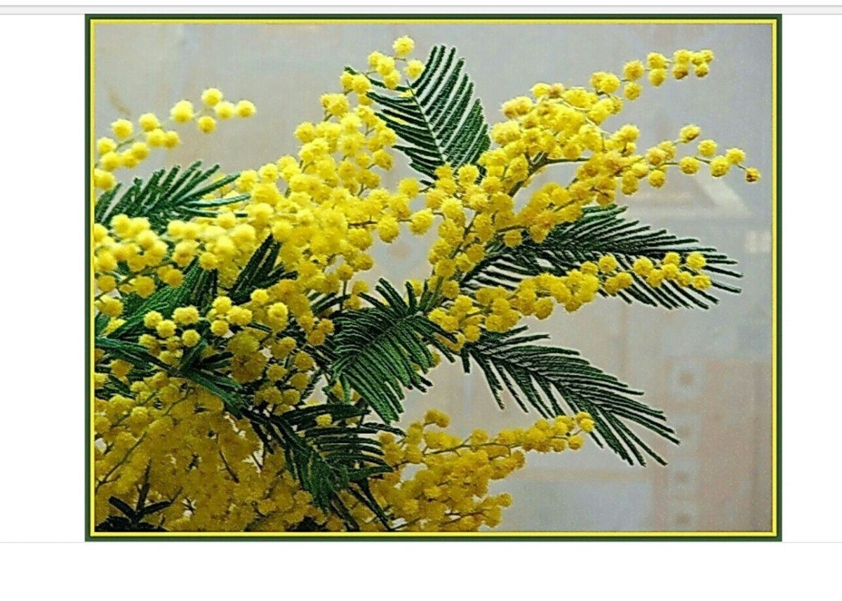 Мимоза цветок веточка