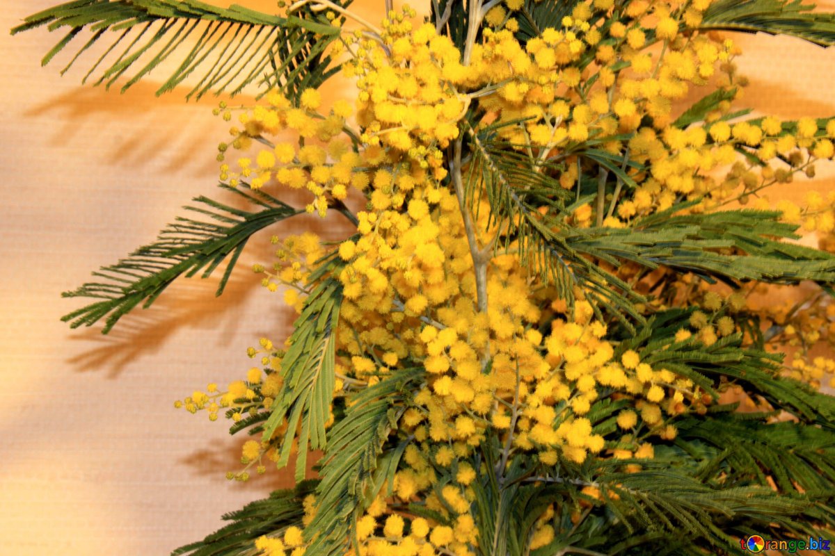 Мимоза засушенная