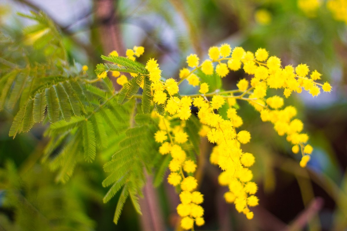 Аргема Мимоза