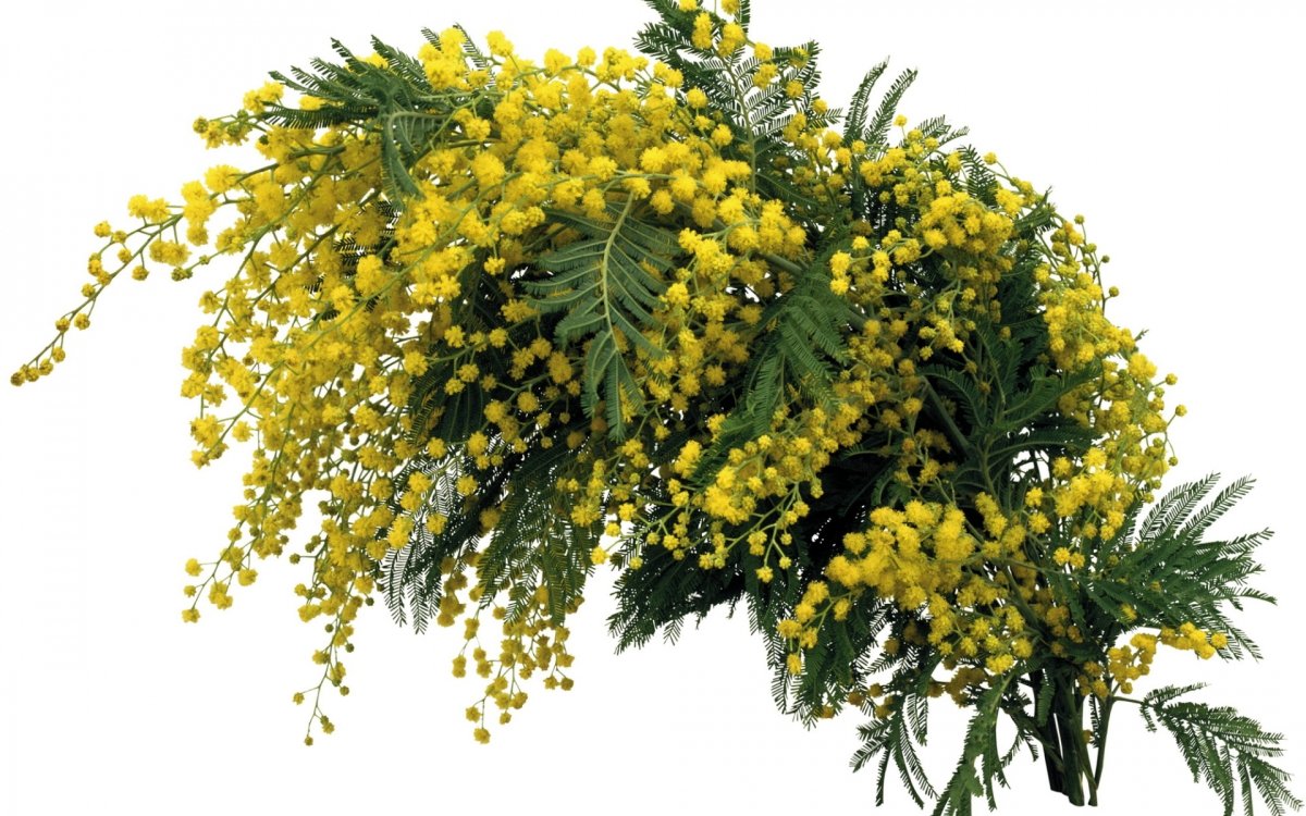 Мимоза цветок веточка