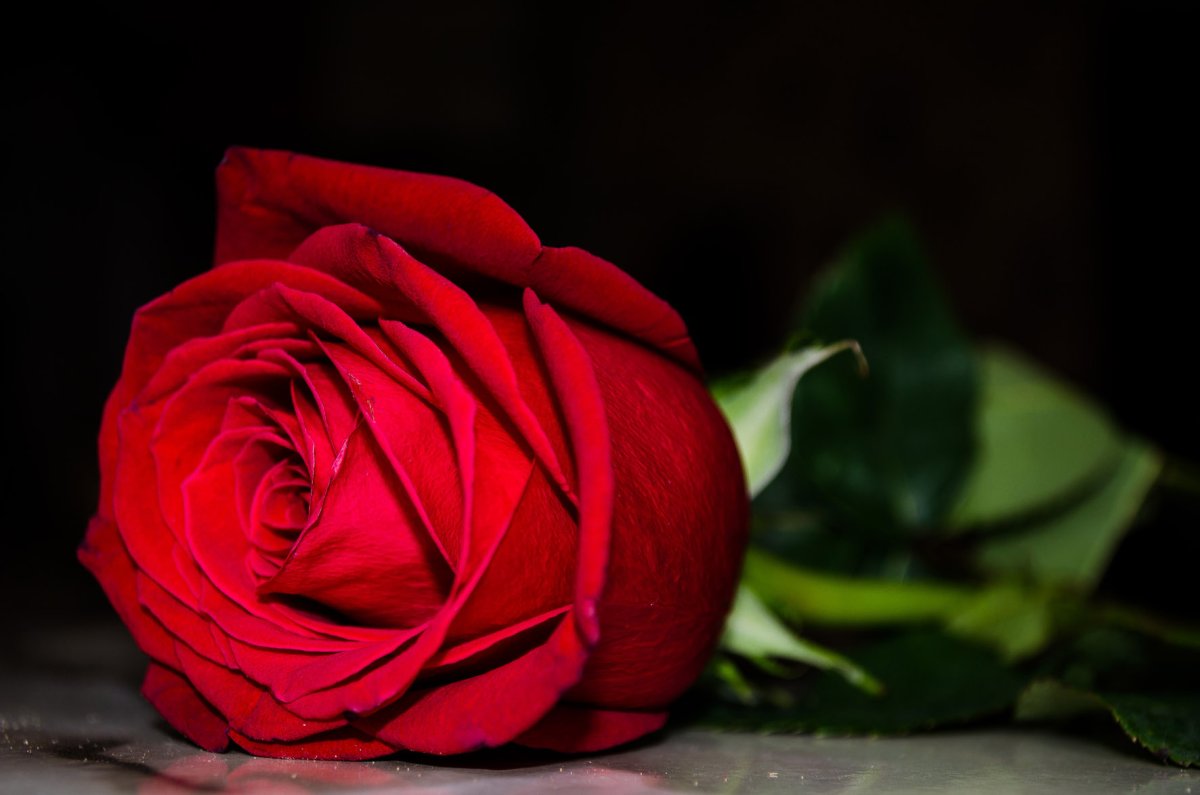 Одинокая прекрасная роза