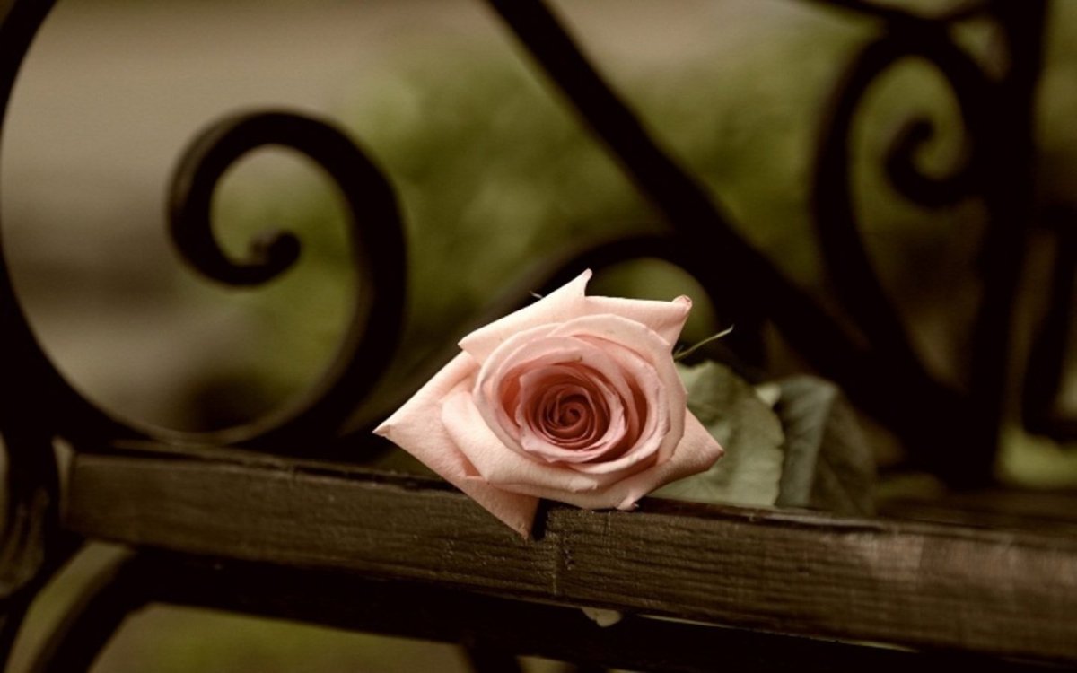 Брошенные цветы